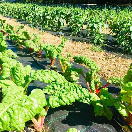 Finca Briabi La Caniza Eksteriør bilde