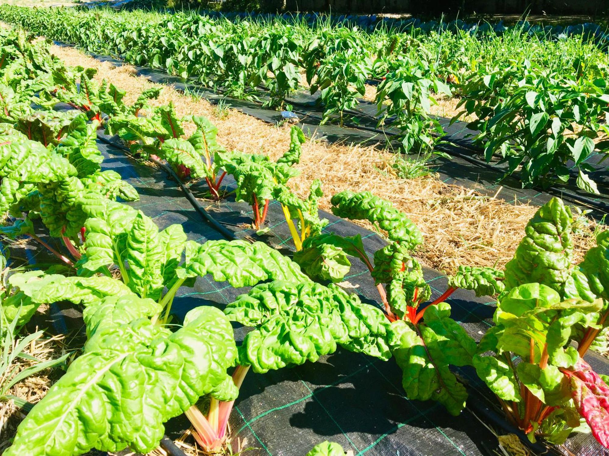Finca Briabi La Caniza Eksteriør bilde